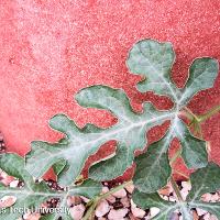 Citrullus lanatus (Watermelon)