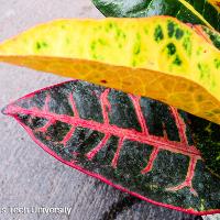 Codiaeum variegatum (Croton)