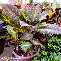 Codiaeum variegatum (Croton)