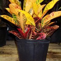 Codiaeum variegatum (Croton)