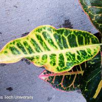 Codiaeum variegatum (Croton)