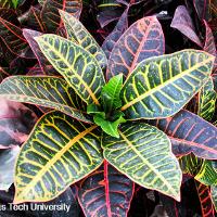 Codiaeum variegatum (Croton)