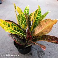 Codiaeum variegatum (Croton)