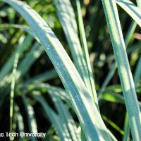 Cortaderia selloana (Pampas Grass)