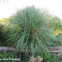 Cortaderia selloana (Pampas Grass)