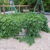 Cucumis melo var. cantalupensis (Canteloupe)