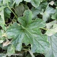 Cucumis melo var. cantalupensis (Canteloupe)