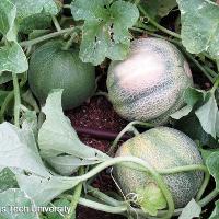 Cucumis melo var. cantalupensis (Canteloupe)