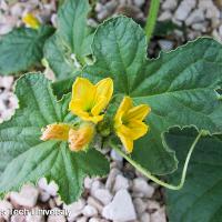 Cucumis melo var. cantalupensis (Canteloupe)