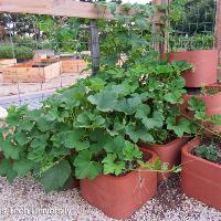 Cucurbita maxima (Acorn Squash)