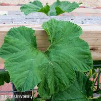 Cucurbita maxima (Acorn Squash)