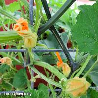 Cucurbita maxima (Acorn Squash)