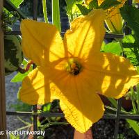 Cucurbita maxima (Acorn Squash)