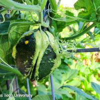 Cucurbita maxima (Acorn Squash)