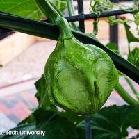 Cucurbita maxima (Acorn Squash)