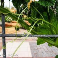 Cucurbita maxima (Acorn Squash)