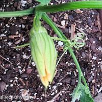 Cucurbita moschata 'Butternut' (Butternut Squash)