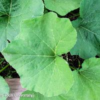 Cucurbita moschata 'Butternut' (Butternut Squash)