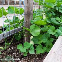 Cucurbita moschata 'Butternut' (Butternut Squash)