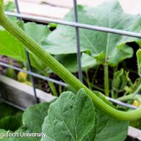 Cucurbita moschata 'Butternut' (Butternut Squash)