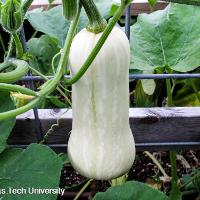 Cucurbita moschata 'Butternut' (Butternut Squash)