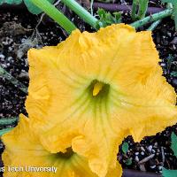 Cucurbita moschata 'Butternut' (Butternut Squash)