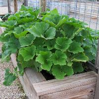 Cucurbita pepo (Patty Pan Squash)
