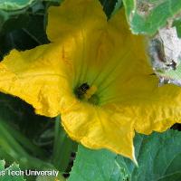 Cucurbita pepo (Patty Pan Squash)