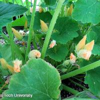 Cucurbita pepo (Patty Pan Squash)