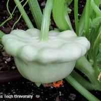 Cucurbita pepo (Patty Pan Squash)