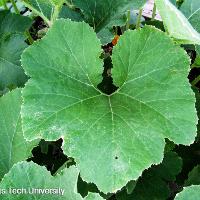 Cucurbita pepo (Patty Pan Squash)