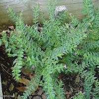 Cuphea hyssopifolia (Mexican Heather)