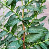 Cuphea hyssopifolia (Mexican Heather)