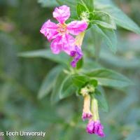 Cuphea hyssopifolia (Mexican Heather)