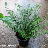 Cuphea hyssopifolia (Mexican Heather)