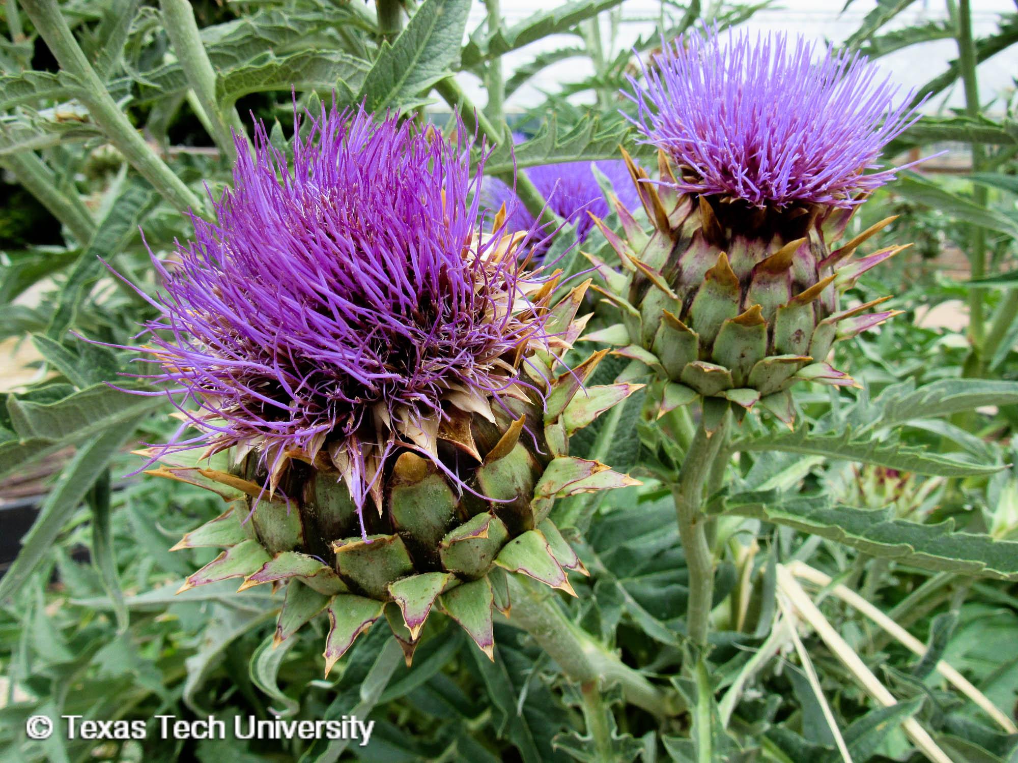 Plant resources. Артишок Цинара Пурпл. Цинара цветок. Cardoon. Cynara Fox.