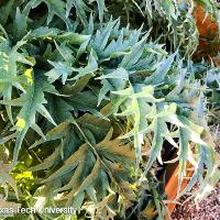 Cynara cardunculus (Cardoon)