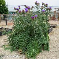 Cynara cardunculus (Cardoon)