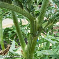 Cynara cardunculus (Cardoon)