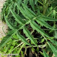 Cynara cardunculus (Cardoon)