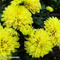 Dahlia x hybrida (Garden Dahlia)