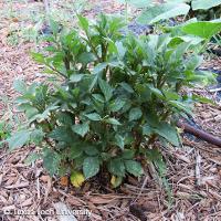 Dahlia x hybrida (Garden Dahlia)