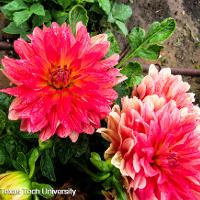 Dahlia x hybrida (Garden Dahlia)