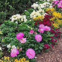 Dahlia x hybrida (Garden Dahlia)