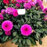 Dahlia x hybrida (Garden Dahlia)