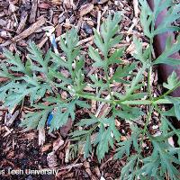 Daucus carota subsp. sativus (Carrot)