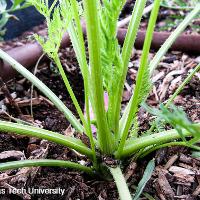 Daucus carota subsp. sativus (Carrot)