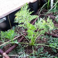 Daucus carota subsp. sativus (Carrot)