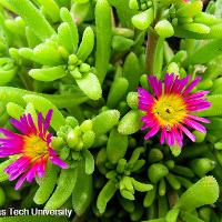 Delosperma cooperi (Ice Plant)