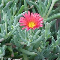 Delosperma cooperi (Ice Plant)